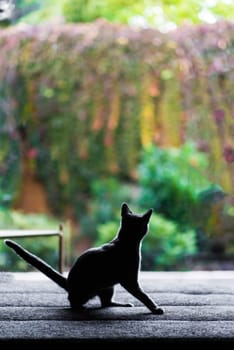 British Shorthair blue cat lying and sitting on a wooden table in green garden.