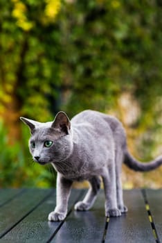 British Shorthair blue cat lying and sitting on a wooden table in green garden.