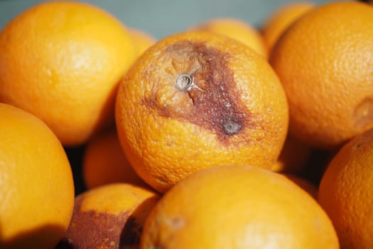 Rotten orange. Moldy orange on table .