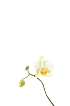 Blooming flowers, botanical design and nature beauty concept - Orchid flower in bloom, abstract floral art background