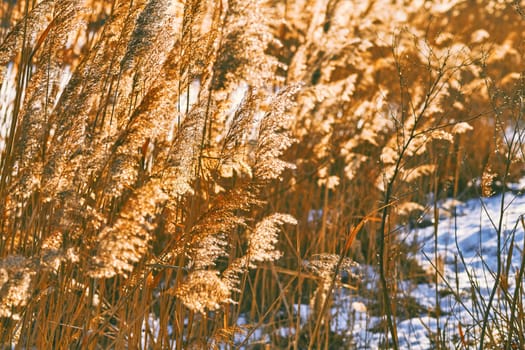 Dried cane reeds in sunny beam. Sky and winter forest. High quality photo