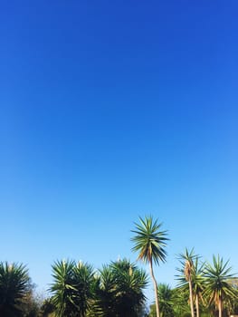 palm tree and blue sky - travel, exotic and tropical backgrounds styled concept, elegant visuals