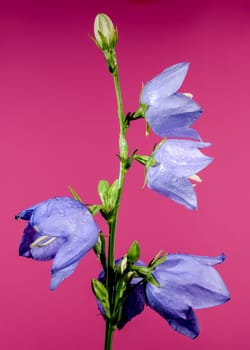 Beautiful Blooming blue bellflower or campanula on a pink background. Flower head close-up.