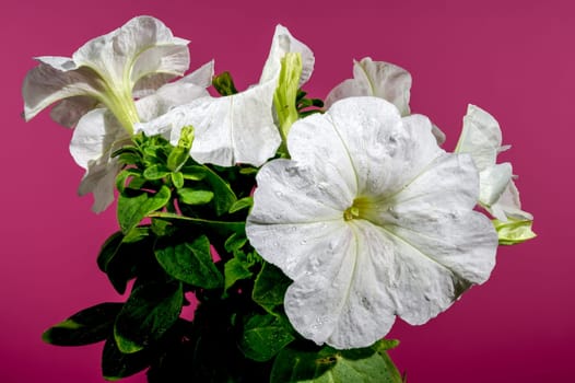 Beautiful Blooming white Petunia surfinia snow flowers on a Crimson background. Flower head close-up.