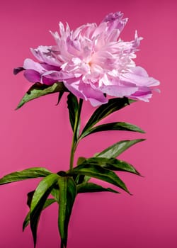 Beautiful Blooming pink peony Alexander Fleming on a pink background. Flower head close-up.