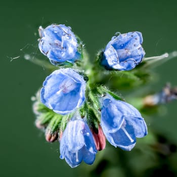 Beautiful Blooming Symphytum officinale flowers on a green background. Flower head close-up.