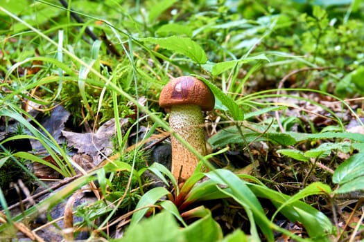 a fungal growth that typically takes the form of a domed cap on a stalk, with gills on the underside of the cap.