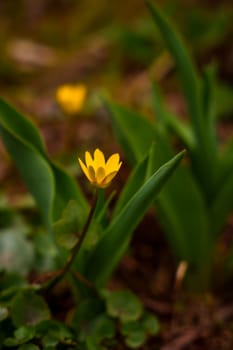 Yellow flower close up. Waking up nature. Spring flowers. High quality photo