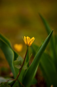 Yellow flower close up. Waking up nature. Spring flowers. High quality photo