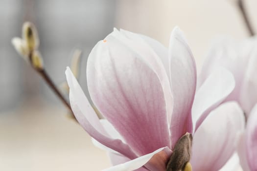 Magnolia Sulanjana flowers with petals in the spring season. the beautiful pink magnolia flowers in spring, selective focusing.