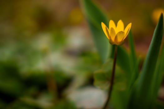 Yellow flower close up. Waking up nature. Spring flowers. High quality photo