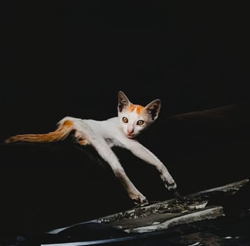 A white and orange cat lays stretched out on a roof with its front paws extended and head slightly tilted. It appears to be resting in the shade, with only its body illuminated. The background is dark, creating a high-contrast image.