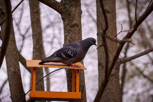 Pigeon sitting on a feeder. High quality photo