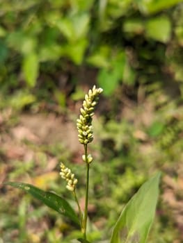 A close-up image of a Knotweed plant with a tall stem featuring white flowers, captured in a natural setting. The green leaves and blurry background create a soft and natural feel to the photo.
