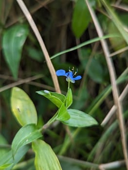 A single, vibrant blue flower with yellow pollen blooms on a slender green stem surrounded by lush green grass.