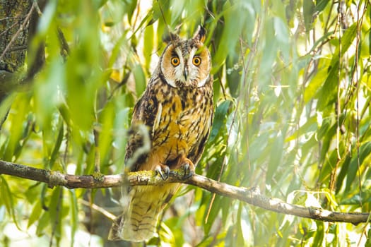 owl sits among the branches, wildlife ,bird