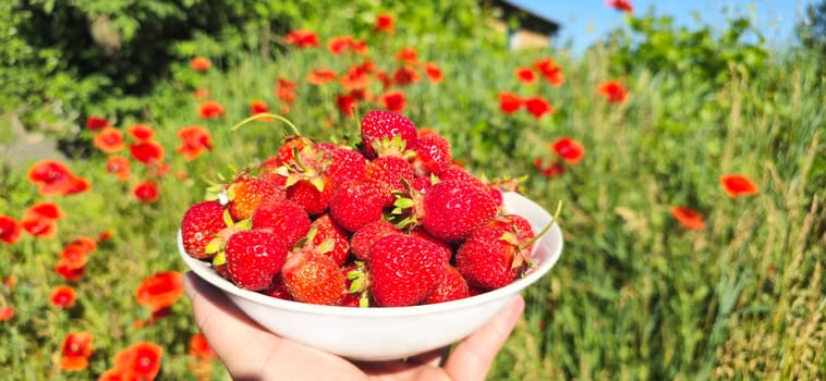strawberries in a plate against the backdrop of the garden, summer golden light