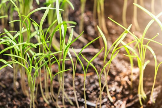 Group of green sprouts growing out from soil. Eco concept