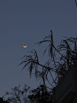 A crescent moon shines brightly in the twilight sky, illuminating the silhouettes of slender trees against a dark blue background. The scene captures the beauty of a peaceful evening, with the moon casting a soft glow on the natural landscape.