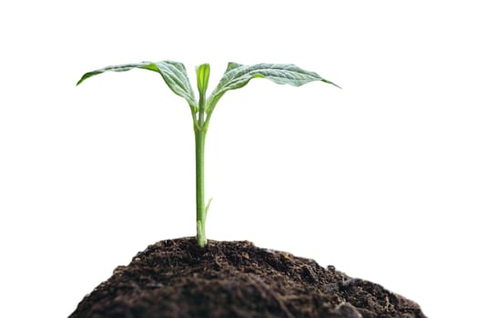 Green sprout growing out from soil isolated on white background.