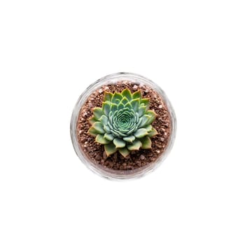 Chocolate Soldier small rosette of brown and green succulent leaves in a glass terrarium with. Plants isolated on transparent background.