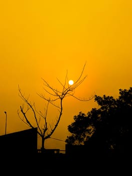 A lone tree standing tall against a vibrant orange sunset sky. The sun, almost entirely hidden behind the tree, casts a warm glow on the surrounding landscape, creating a striking silhouette of the tree and nearby foliage. The vivid color contrast between the bright sky and the dark silhouette of the tree evokes a sense of tranquility and awe.