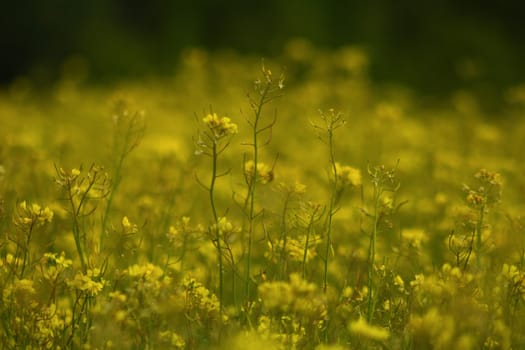 Rapeseed field full of yellow flowers. Sunny spring and summer. High quality photo