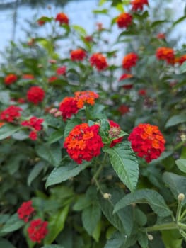 A close-up photograph showcasing the beautiful, vibrant red flowers of a Lantana plant. The photo captures the intricate details of the blossoms, with their delicate petals and contrasting yellow centers. Lush green leaves surround the flowers, creating a pleasing contrast in color and texture. The image creates a sense of natural beauty and tranquility.