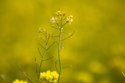 Rapeseed flower in a large yellow field. High quality photo