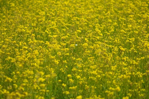 Rapeseed field full of yellow flowers. Sunny spring and summer. High quality photo