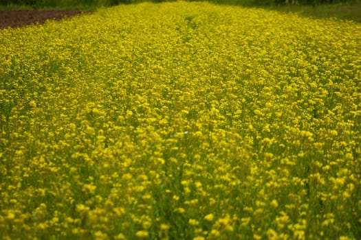 Rapeseed field full of yellow flowers. Sunny spring and summer. High quality photo