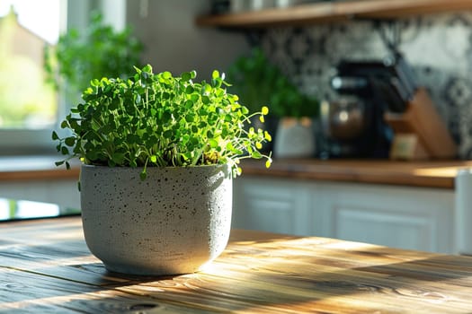 Lush microgreens in a pot on the kitchen counter close-up. Eco vegan healthy lifestyle bio banner.