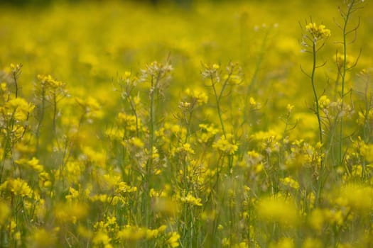 Rapeseed field full of yellow flowers. Sunny spring and summer. High quality photo