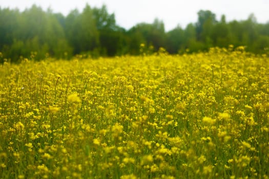 Rapeseed field full of yellow flowers. Sunny spring and summer. High quality photo