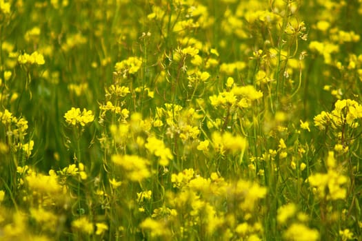 Rapeseed field full of yellow flowers. Sunny spring and summer. High quality photo