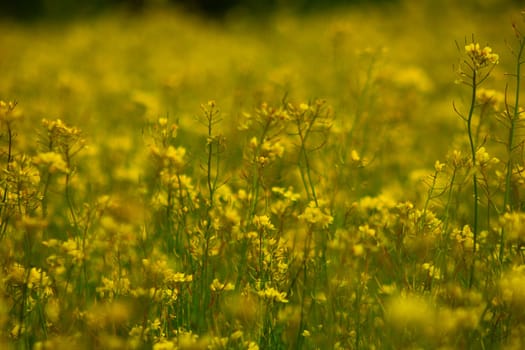 Rapeseed field full of yellow flowers. Sunny spring and summer. High quality photo