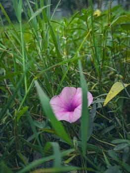 A single, delicate pink flower with a purple center peeks through the dense foliage of a lush green meadow. The flowers petals are soft and delicate, adding a pop of color to the otherwise green landscape. The green blades of grass create a natural frame around the flower, highlighting its beauty and fragility.