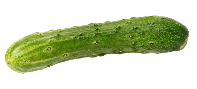 Fresh green cucumber on isolated background, close up