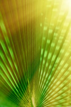 palm leaves in the sunlight - summertime backgrounds and vacations styled concept