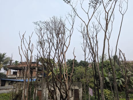 A view of a group of bare tree branches reaching up towards a cloudy sky in an urban neighborhood. The trees are mostly devoid of leaves, giving a sense of winter or late autumn. In the background, there are buildings and other vegetation, suggesting a densely populated area.