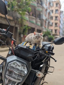 A grey Persian cat sits on the seat of a black motorcycle, facing the camera. The motorcycle is parked in an urban environment with a multi-story apartment building in the background. The cat has long, soft fur and large, round eyes. It appears to be looking directly at the camera, and it has a relaxed, confident expression.