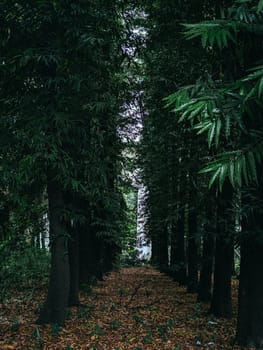 A narrow dirt path winds through a dense forest of tall, dark trees. The sun shines through the canopy, creating a hazy, ethereal glow. Fallen leaves cover the ground, creating a soft, earthy texture. The path leads towards a clearing in the distance, promising a glimpse of something beyond the trees.