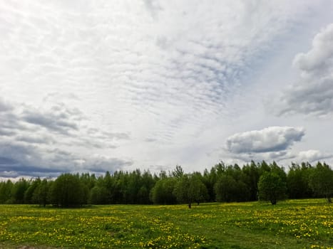 A beautiful green summer meadow with coltsfoot flowers and trees. Freshness, coolness, shade under the blue sky. High quality photo