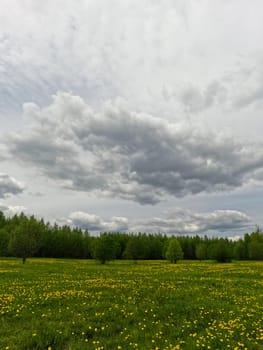 A beautiful green summer meadow with coltsfoot flowers and trees. Freshness, coolness, shade under the blue sky. High quality photo