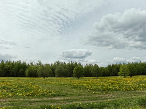 A beautiful green summer meadow with coltsfoot flowers and trees. Freshness, coolness, shade under the blue sky. High quality photo