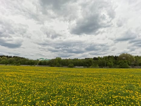 A beautiful green summer meadow with coltsfoot flowers and trees. Freshness, coolness, shade under the blue sky. High quality photo