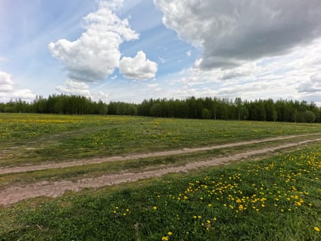 A beautiful green summer meadow with coltsfoot flowers and trees. Freshness, coolness, shade under the blue sky. High quality photo