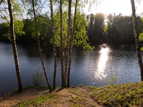 Birch trees in the sunlight on a hill next to the lake. High quality photo