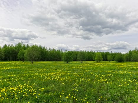 A beautiful green summer meadow with coltsfoot flowers and trees. Freshness, coolness, shade under the blue sky. High quality photo