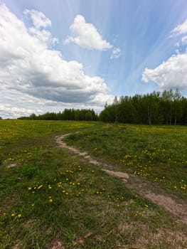 A beautiful green summer meadow with coltsfoot flowers and trees. Freshness, coolness, shade under the blue sky. High quality photo